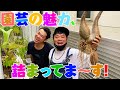 そーちょーの塊根植え替え講座！