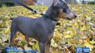 German Pinscher