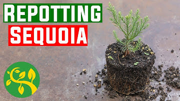 Repotting my redwood Sequoia trees. Episode 7