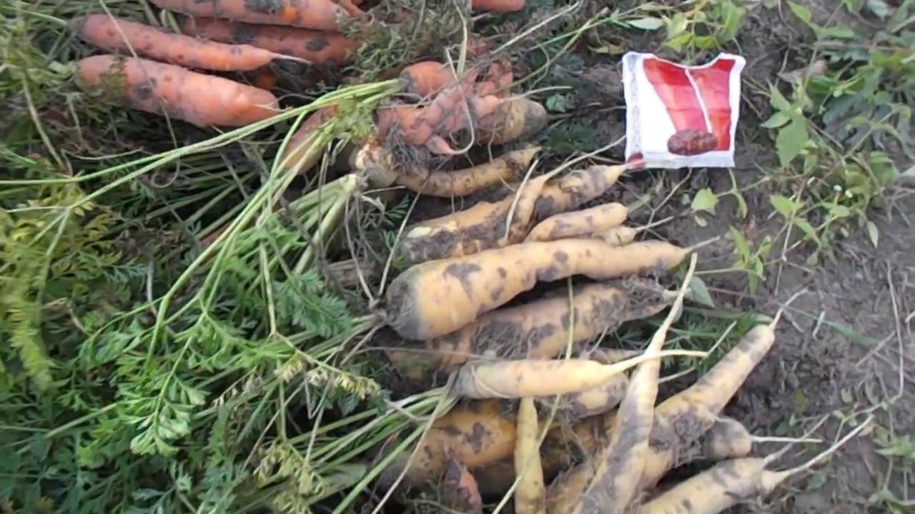 Лучшие сорта моркови 2020. Обзор урожая моркови.