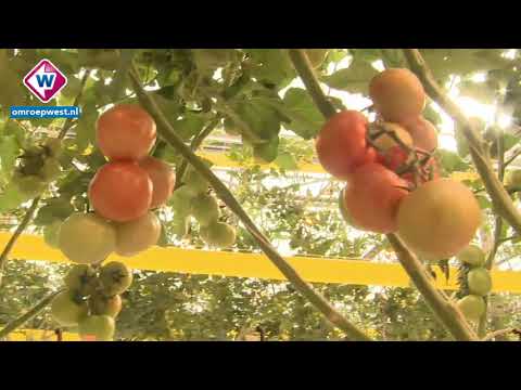 Rake Vragen: Zijn tomaten groente of fruit?