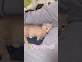 子猫の眠たいアピールがあざと過ぎて心の声が思わず声出ちゃう…