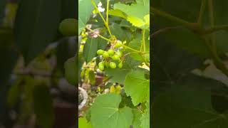 happiness when i see my plants like this 🍇🍇🍇🍇