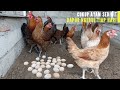 RAISING FREE-RANGE CHICKENS CAN FULFILL DAILY !!