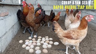 RAISING FREE-RANGE CHICKENS CAN FULFILL DAILY !!