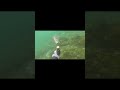 こんなに近寄るの⁉︎天然マダイの餌付け#shorts