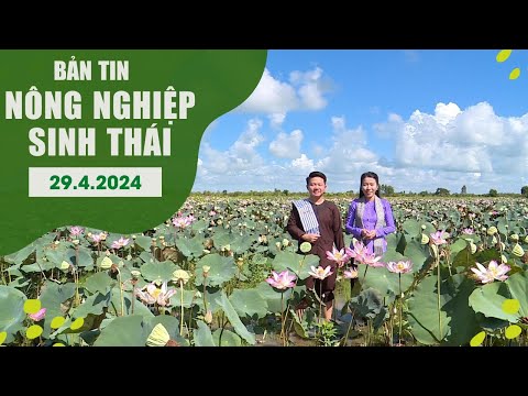 Ao sen, rẫy rau màu ở quảng nam trồng theo phương pháp hữu cơ 