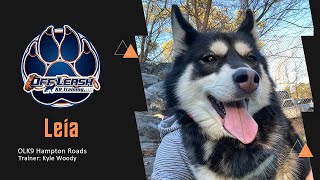 The Pomsky Project: Leia's Two Weeks of Triumph! by Team JW Enterprises 16 views 3 weeks ago 3 minutes, 59 seconds