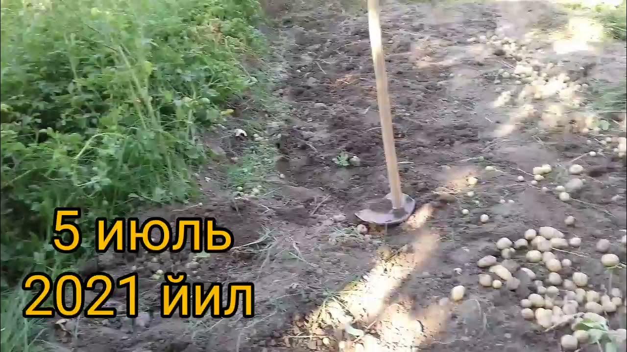 Узумчилик,узум етиштириш ВА ЯНГИЧА ЭКИШ..... - YouTube