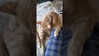 #shorts #cats #catshorts #surprise #shortsvideo #reels #corc #corcmargo #relax #catsvideo #cat