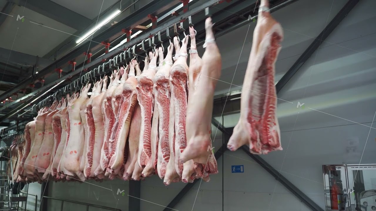 Frozen pig half carcasses without head unloaded into freezer. Pork halves, suspended on a hook, roll