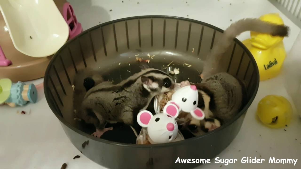 Sugar Glider versus Mouse
