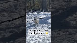 What an overachiever  #homesteading #maremma #sheepdog #nh #lgd #wintertime #snow