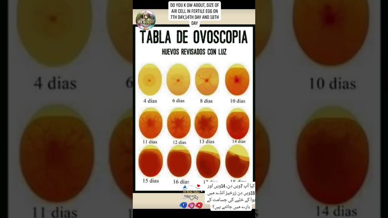 Do you know about the size of the air cell in fertile egg on the 7th day,14th day, and 18th day?