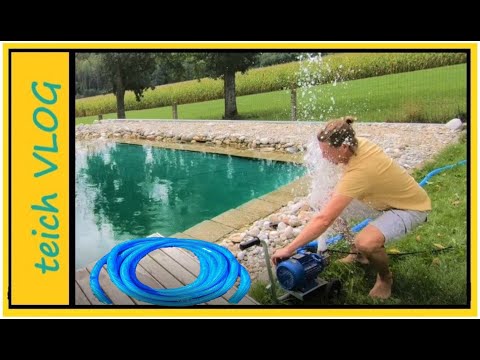 Video: Wasserhyazinthe Ist Ein Schöner Teichreiniger