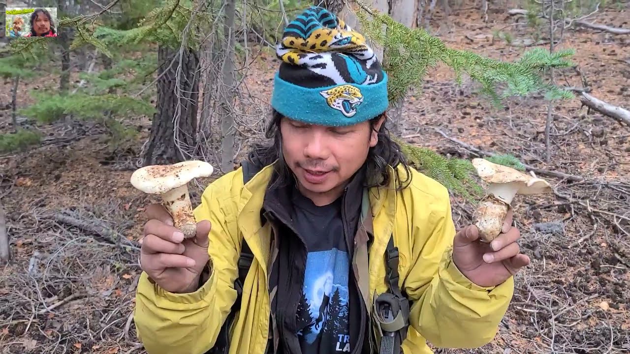 Matsutake Mushrooms Hunting in USA วิธีหาเงิน ในอเมริกา (เก็บเห็ด มัตสึ