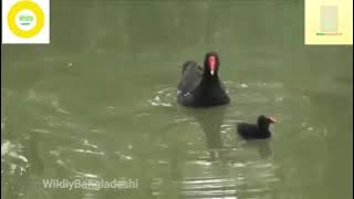 কোড়া পাখি The watercock (Gallicrex cinerea) is a waterbird  vòi nước