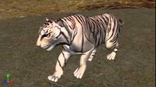 LION_WALK.avi
