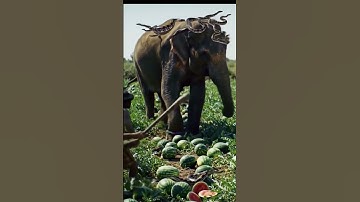 Elephant attacked by pythons in a watermelon field #youtubeshorts