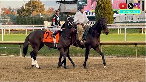 R Disaster a Heavy Favorite in 2025 Dream Supreme Stakes