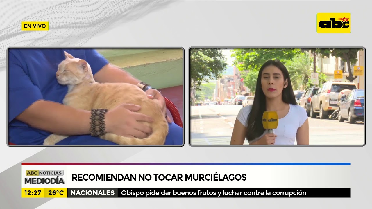 murciélagos vampiros Recomiendan no tocar a murciélagos