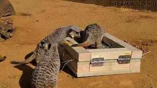 Dig box feeder - Feeding enrichment at Jimmys Farm