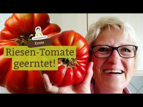 Riesentomate geernet! Wer kennt diese Tomatensorte? Rekord-Fleischtomate saftig und fruchtig