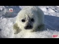 Міжнародний день захисту дитинчат тюленів