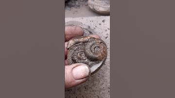 dac stack #fossils #whitby #fossilfinds #fossilhunter #fossilprep #ammonite #comedy