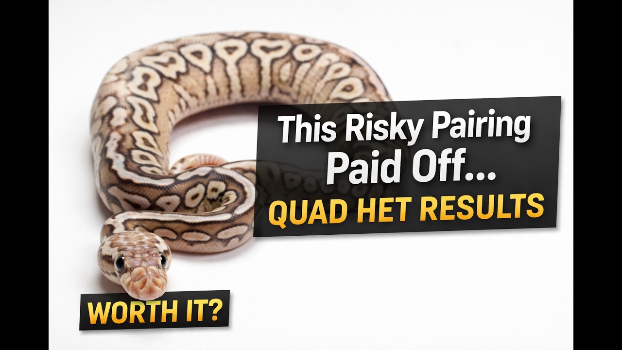 This Risky Pairing Paid Off… Quad Het Results