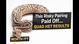 This Risky Pairing Paid Off… Quad Het Results