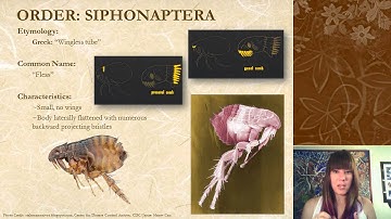Identification of Insects with Complete Metamorphosis