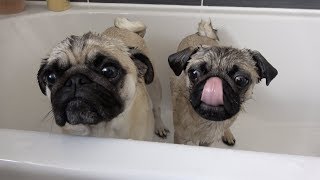 Bathing 2 Pugs at Once!