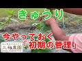 【きゅうり】たくさん収穫するために、今やっておきたい管理作業NO450(2022.5.13)