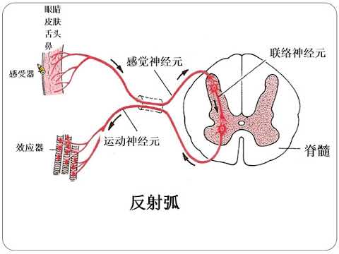 8.3.1 脊髓的结构与功能