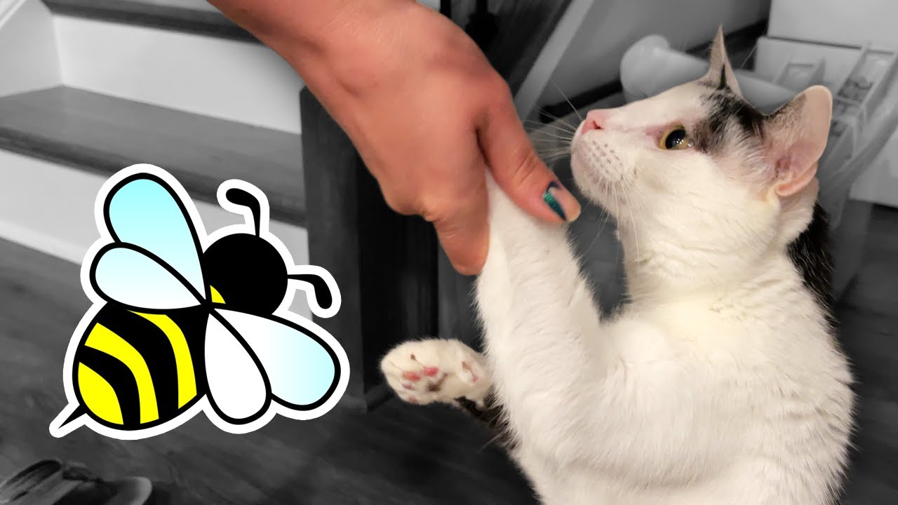 Did It Sting Kepler? • 8.18.22