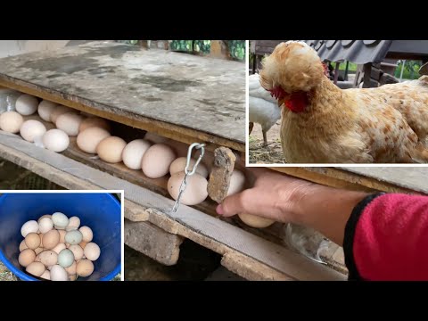 Какие Куры Несутся