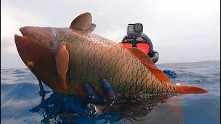 奇妙にもほどがある。謎のブダイの脳天をぶっ刺して食う。