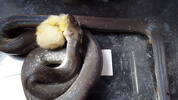 Liasis mackloti male eat chicken