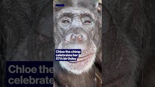 Chloe the chimp celebrates her 57th birthday #shorts