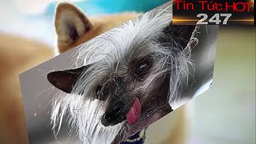 chuyện lạ khó tin / Chú chó biến thái kì lạ nhất thế giới Phương tây 2016