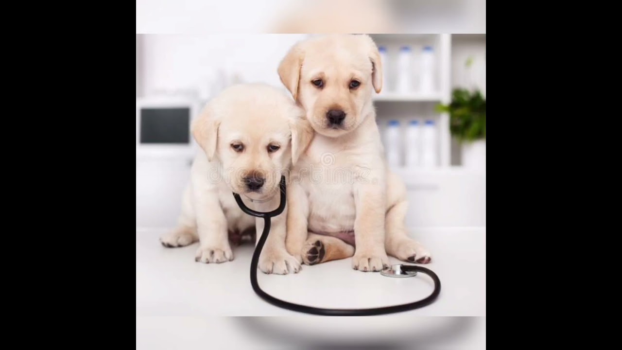 vet life official@/ veterinary mass status