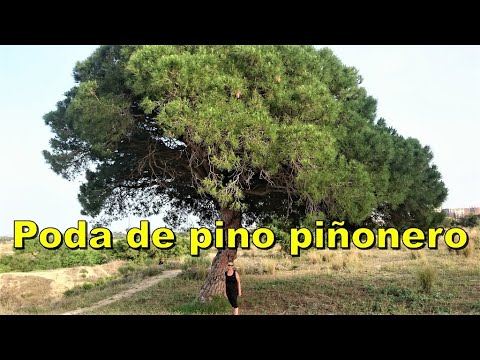 Video: Poda de pino: formación de copa. Cómo plantar un pino