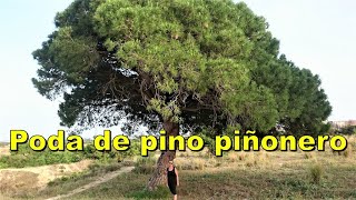 Poda de pino piñonero.