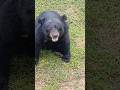 Black Bear has an itch! #shorts #blackbear #bear #vietnam #phuquoc #vinpearlphúquốc #ytshorts