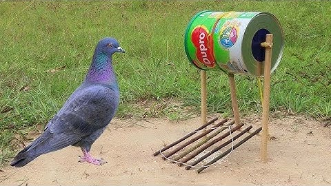 Simple Quick Pigeon Trap Make From Cardboard Box - Creative Easy Bird Trap
