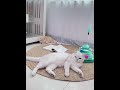 foryou cat catlover petlover catsoftiktok petcare pettools... #Shorts #catonline520