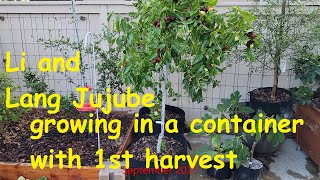 Jujube harvest from container grown trees