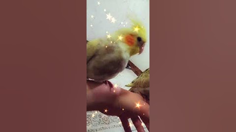 ماموستا رمضان شكور سورة القدر