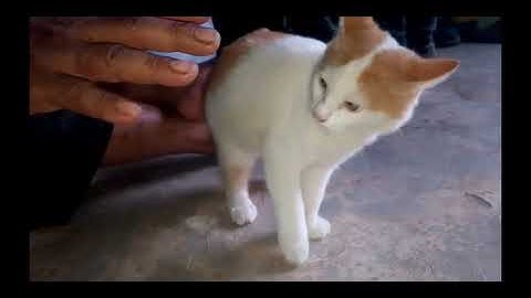 Tugas Video Informatika ( Membuat vlog ) 